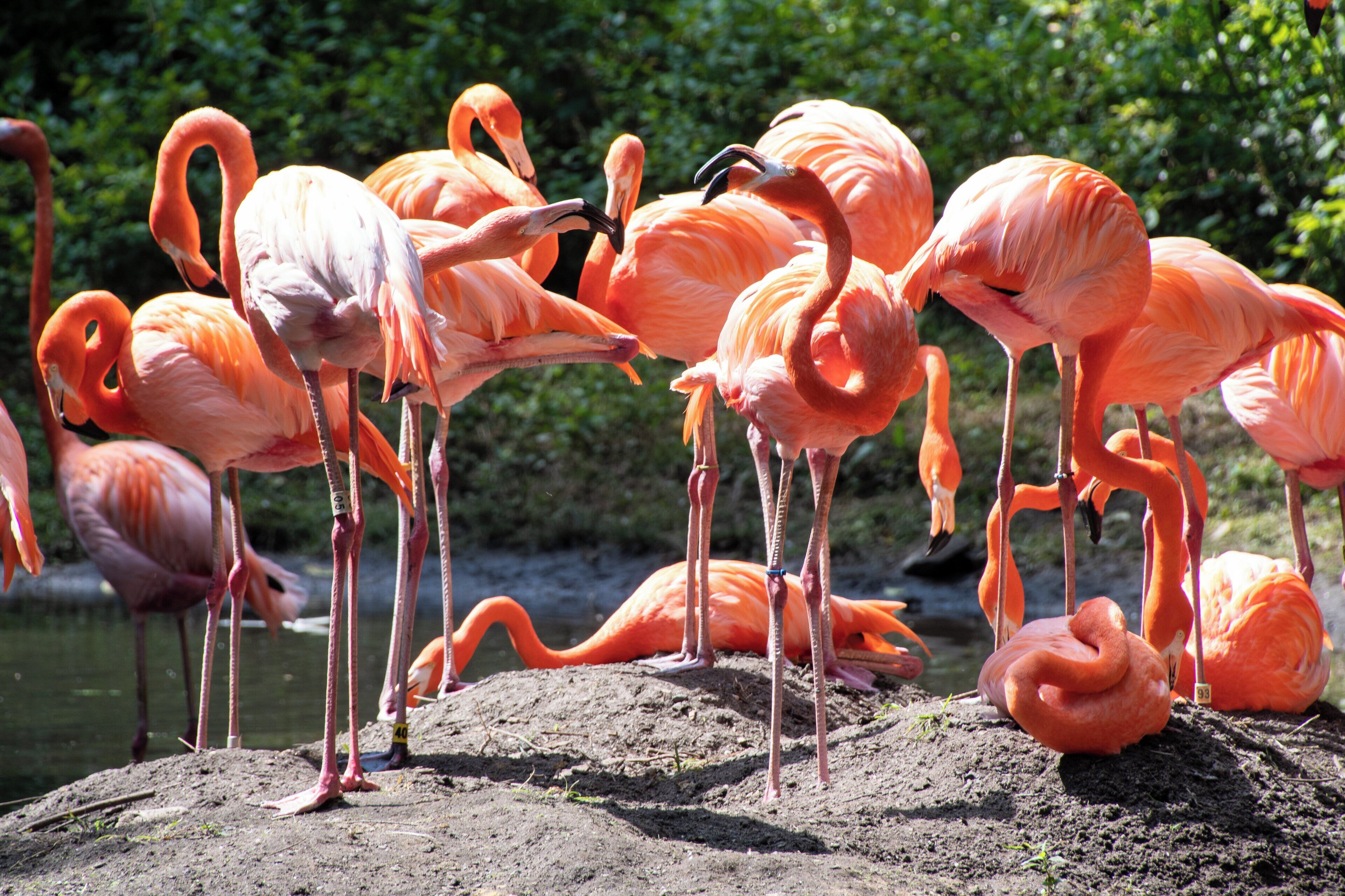 Foto - Holiday Inn Express & Suites Bronx - Zoo Area by IHG