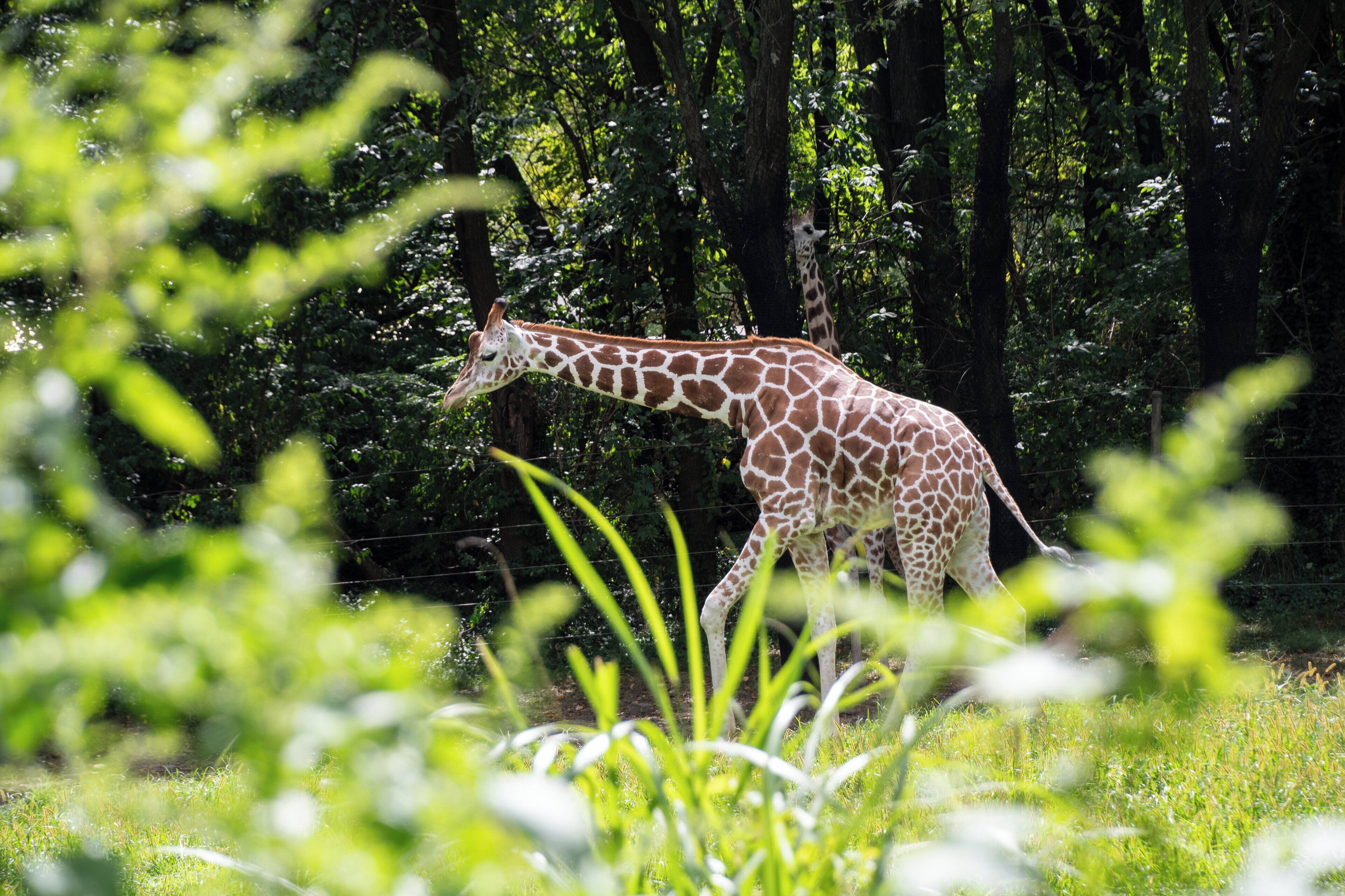 Foto - Holiday Inn Express & Suites Bronx - Zoo Area by IHG