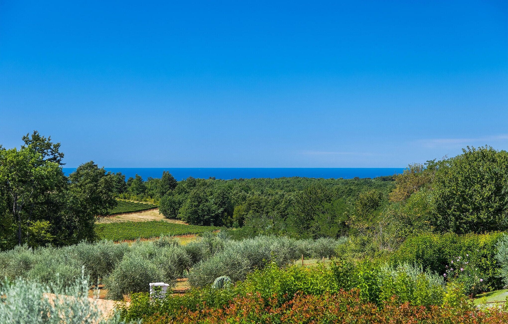 A vineyard with rows of grapevines and a clear view of the ocean in the background.