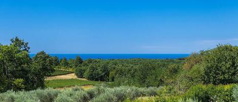 A vineyard with rows of grapevines and a clear view of the ocean in the background.
