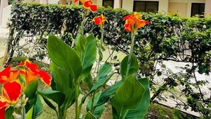 A multi-story building with balconies and a garden area with red flowers. - Coco Boho Beach Condo (Playas Del Coco)