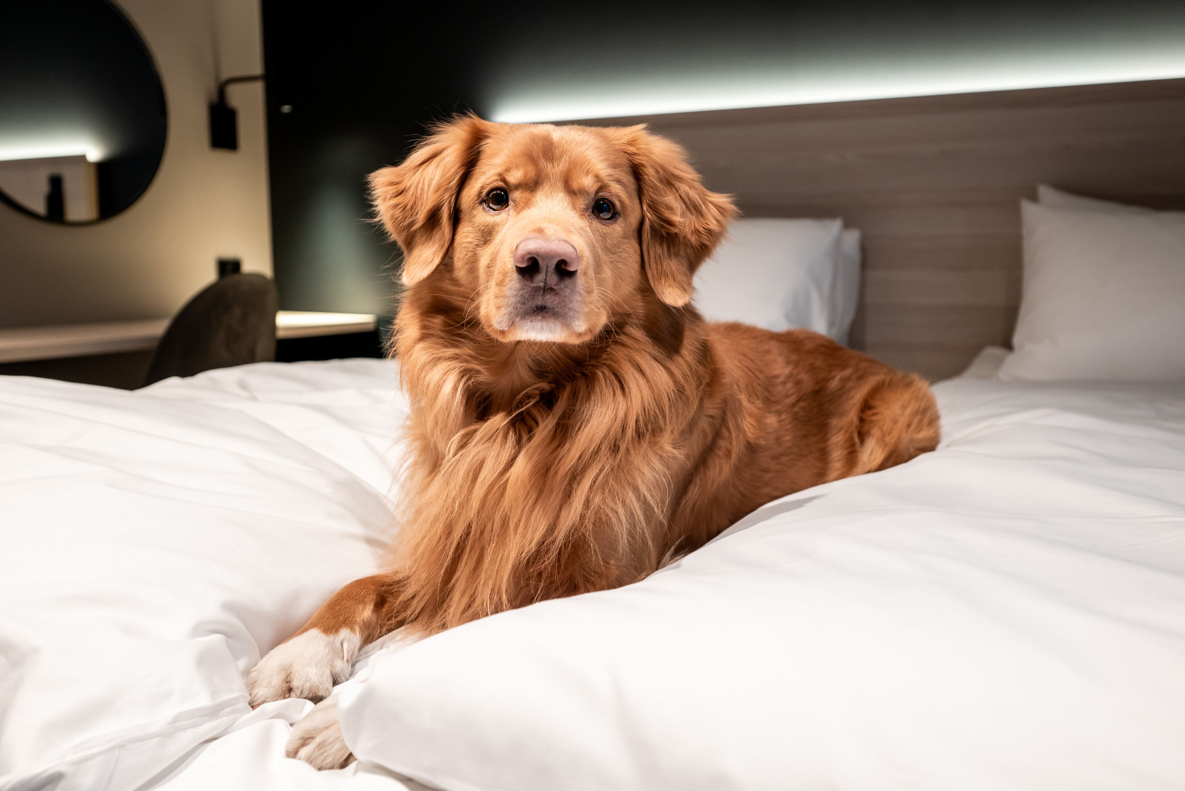 En hund ligger på en seng i et hotelværelse med et moderne design, inklusiv en rund væglampe og en træsenggavl.