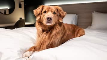En hund ligger på en seng i et hotelværelse med et moderne design, inklusiv en rund væglampe og en træsenggavl.