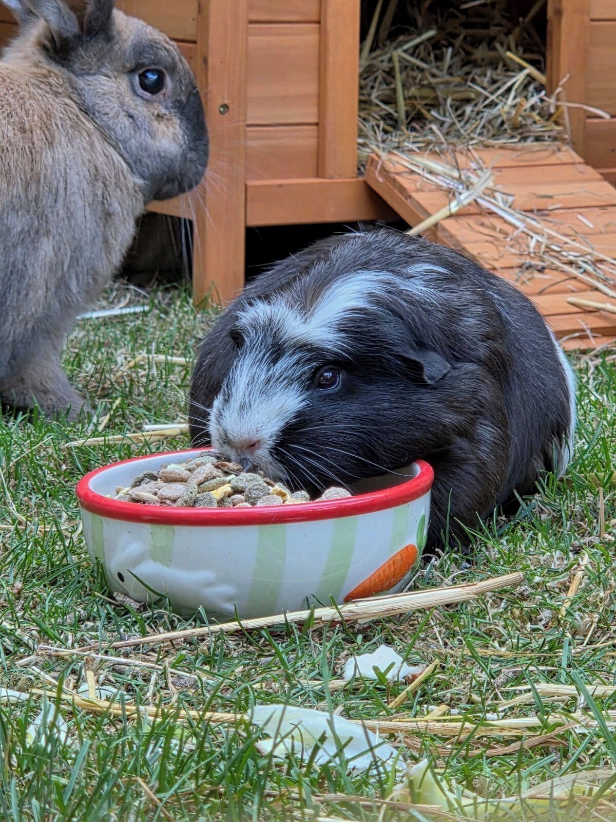 A rabbit eating from a bowl on grass with a wooden structure in the background.