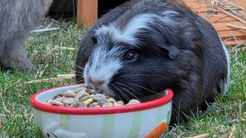 A rabbit eating from a bowl on grass with a wooden structure in the background.