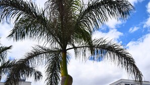 Uma palmeira em frente a um prédio com várias janelas e varandas.