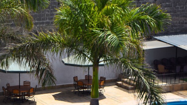 Piscina com palmeira, área de estar externa e parede de pedra ao fundo.