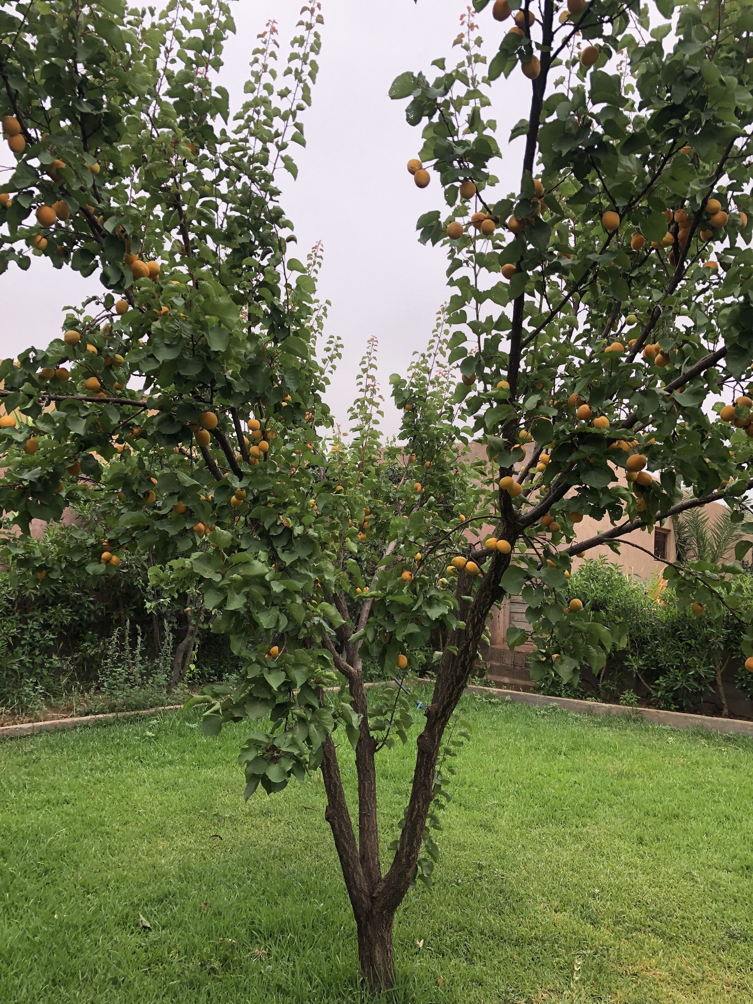 Overnatningsstedets område