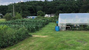 A rural landscape with a cornfield, a greenhouse, and a path leading through the field. - Sweet Escape Cottage on River  (Barton)