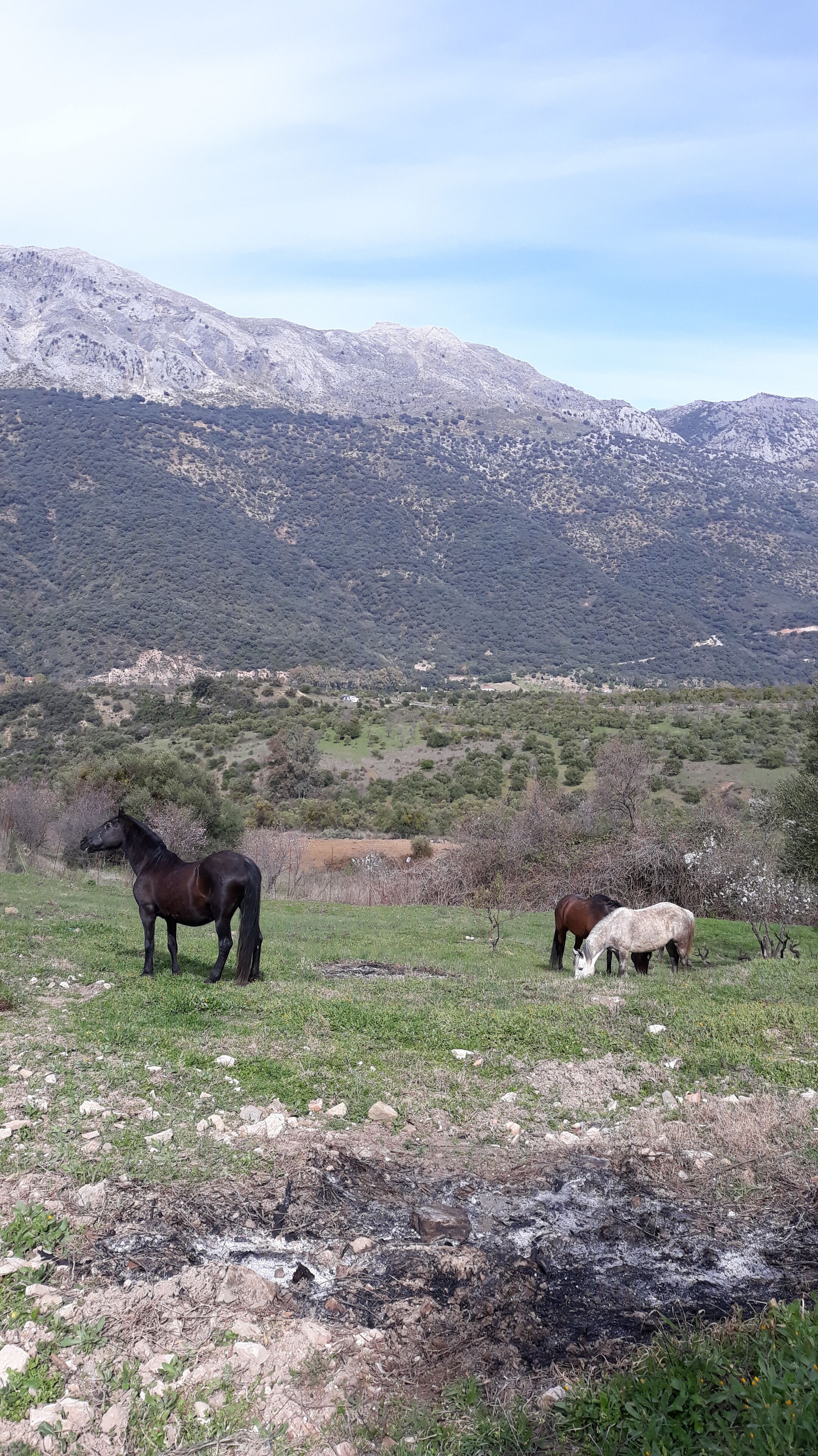 A mountainous landscape with two horses grazing in a grassy field.