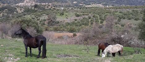 A mountainous landscape with two horses grazing in a grassy field.