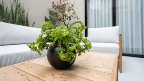 A wooden table with a potted plant in the center.