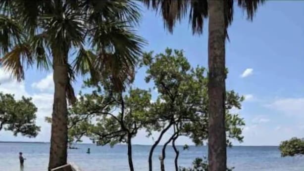 A wooden bench on a sandy beach with palm trees and a view of the sea. - Pirate’s Cove (Tarpon Springs)