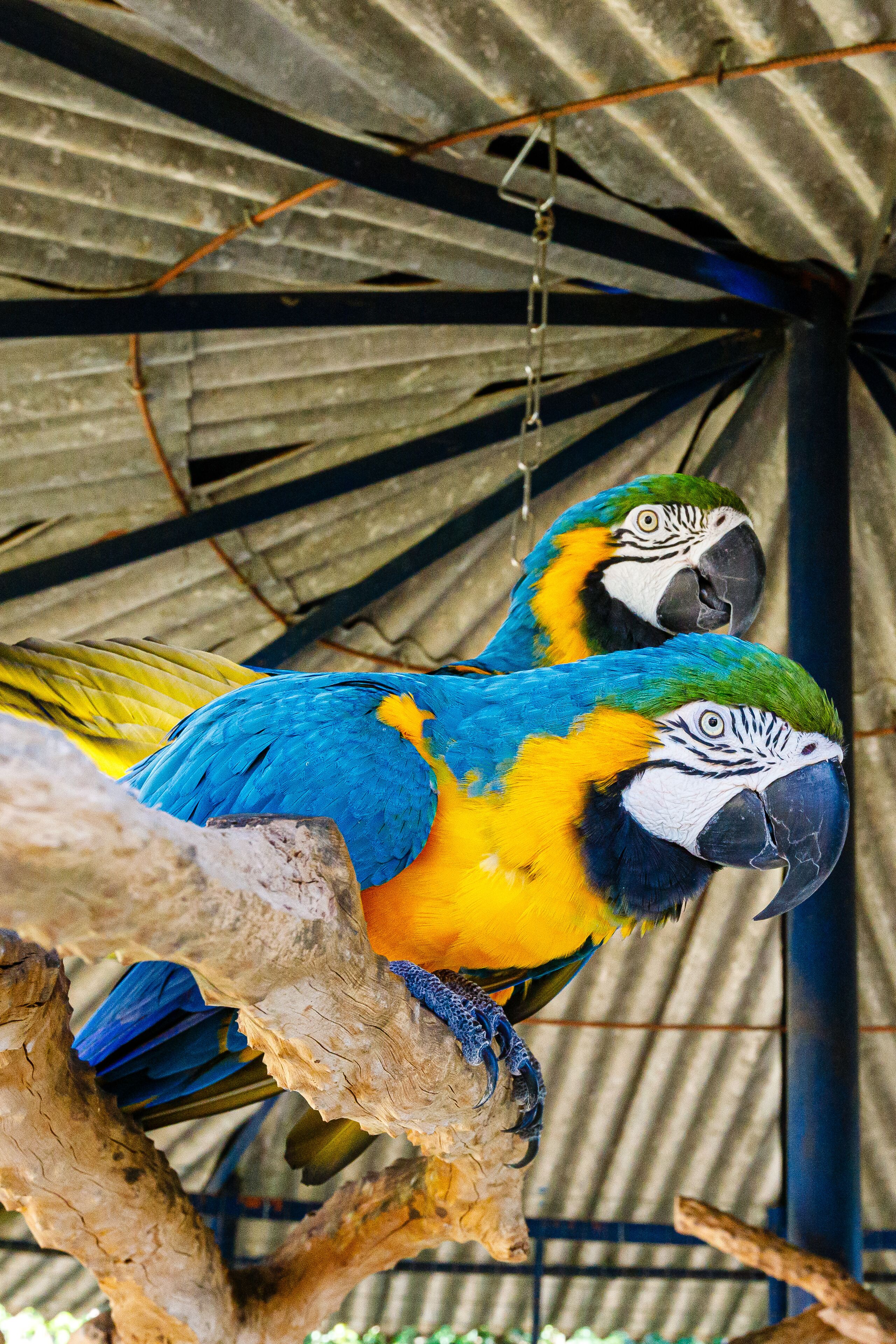 Two parrots perched on a branch inside a structure with a corrugated metal roof.