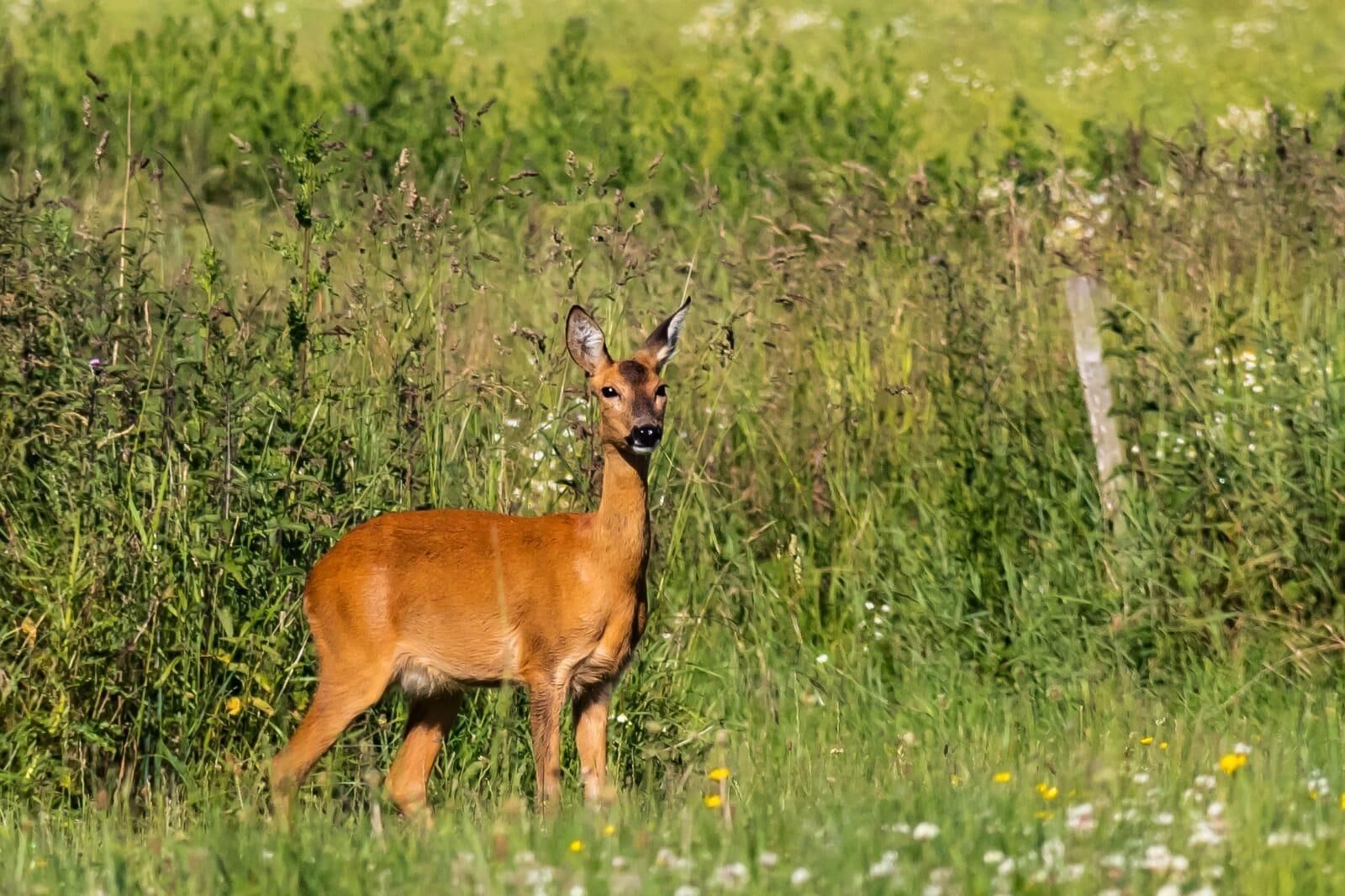 A deer in a grassy field.