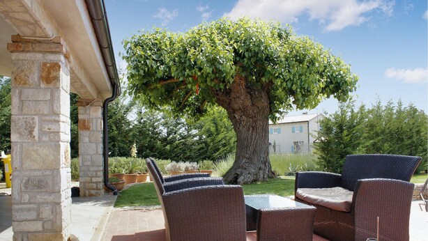 Un espace extérieur aménagé avec des meubles en osier, un grand arbre et un pilier en pierre.