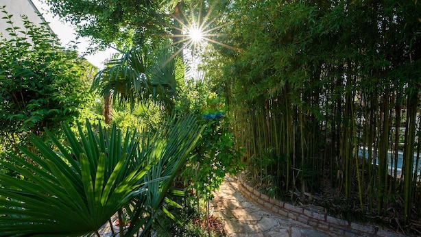 A stone pathway surrounded by lush greenery and bamboo plants.
