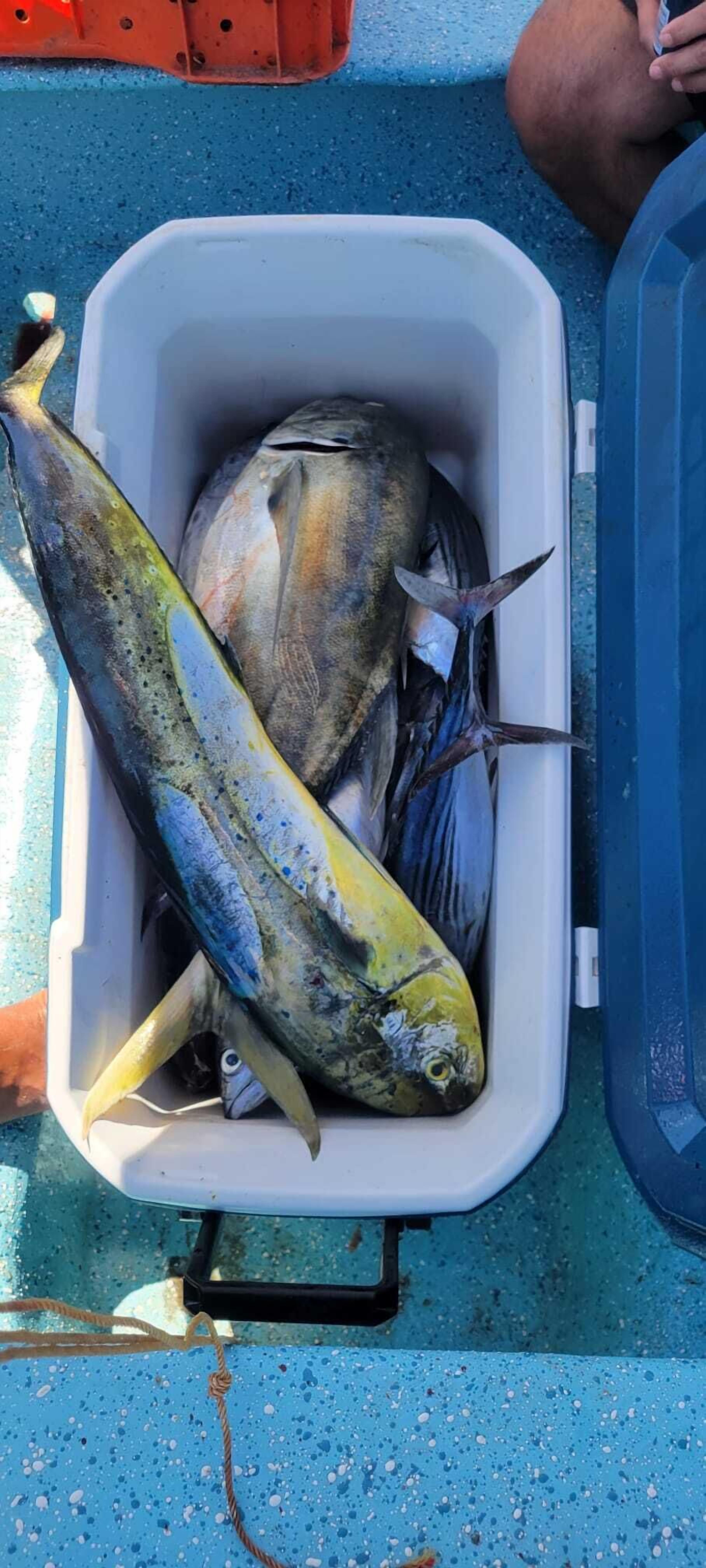 A cooler containing fish on a boat.