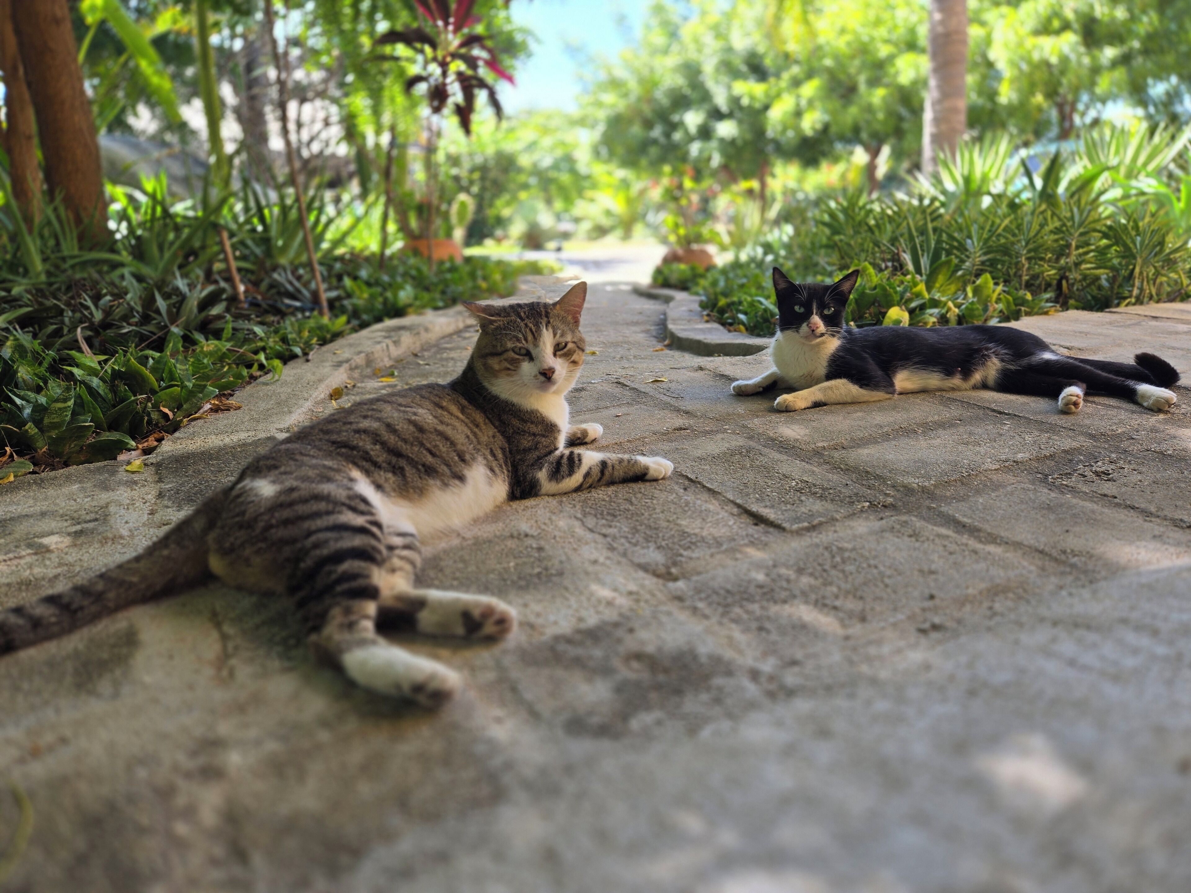 Zwei Katzen liegen auf einem Betonweg, umgeben von Grünpflanzen.