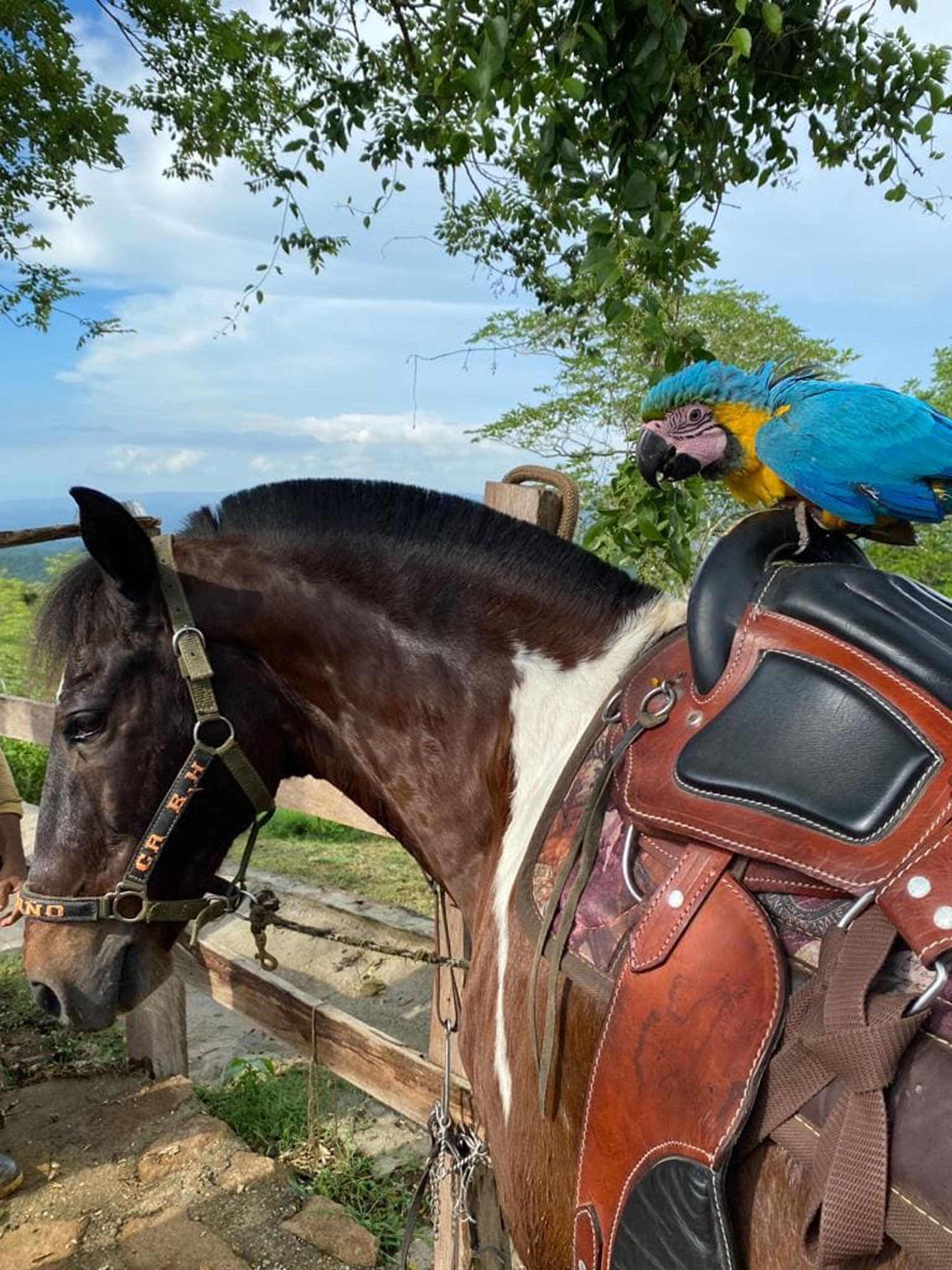 Un caballo con arnés y un loro azul posado sobre él.
