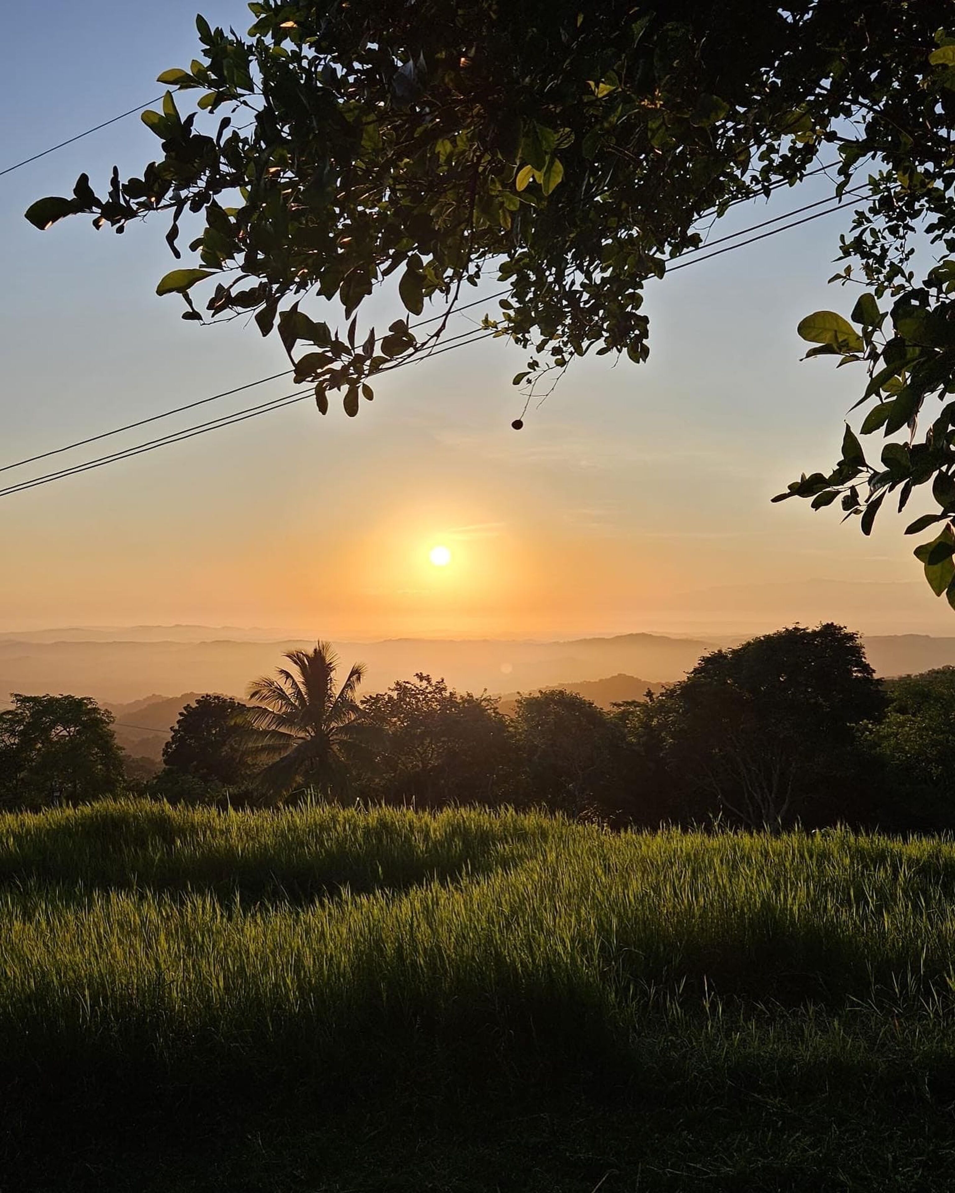 A sunset over a grassy field with trees and a clear sky.