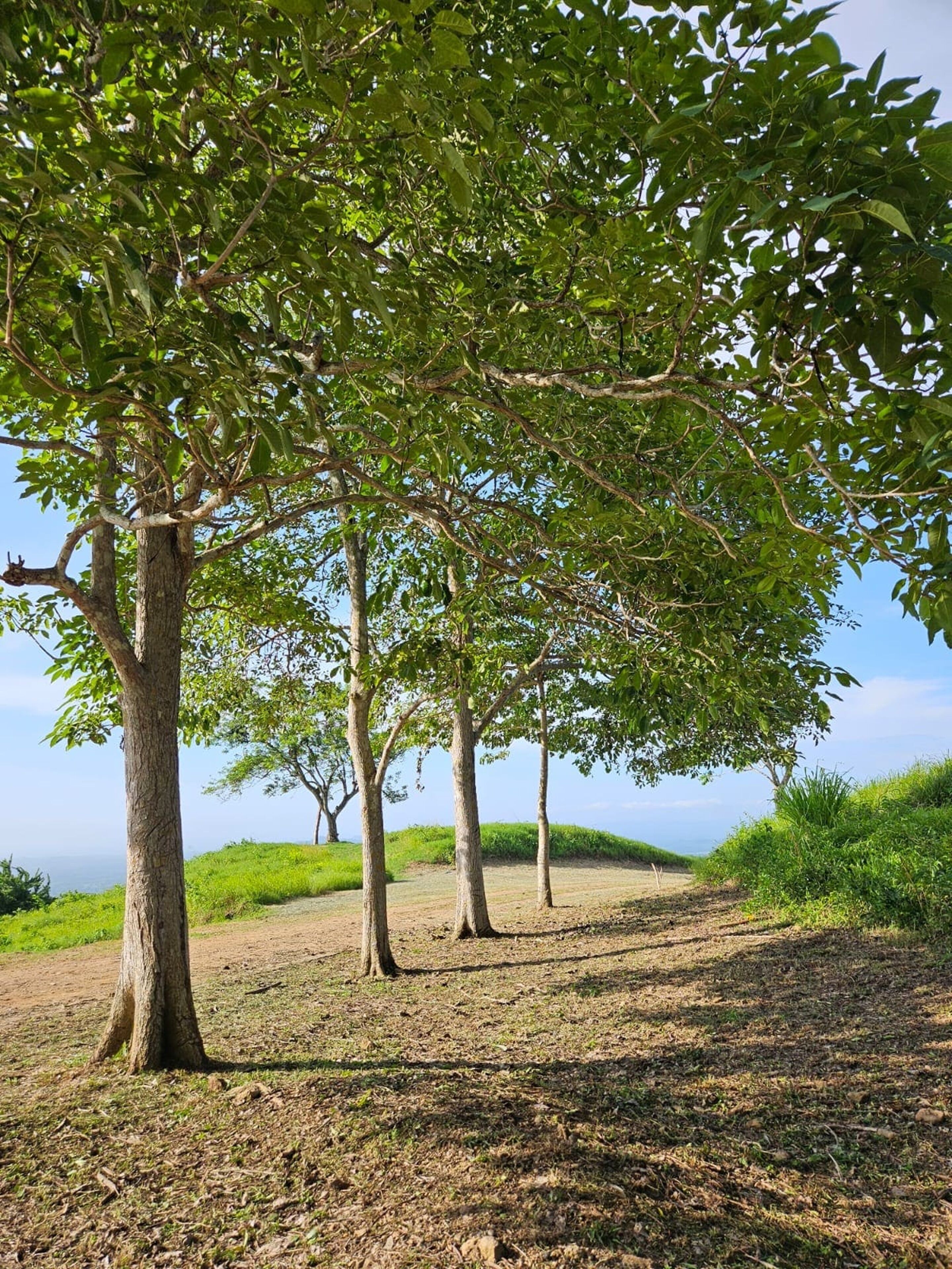 A natural landscape with trees and a dirt path.