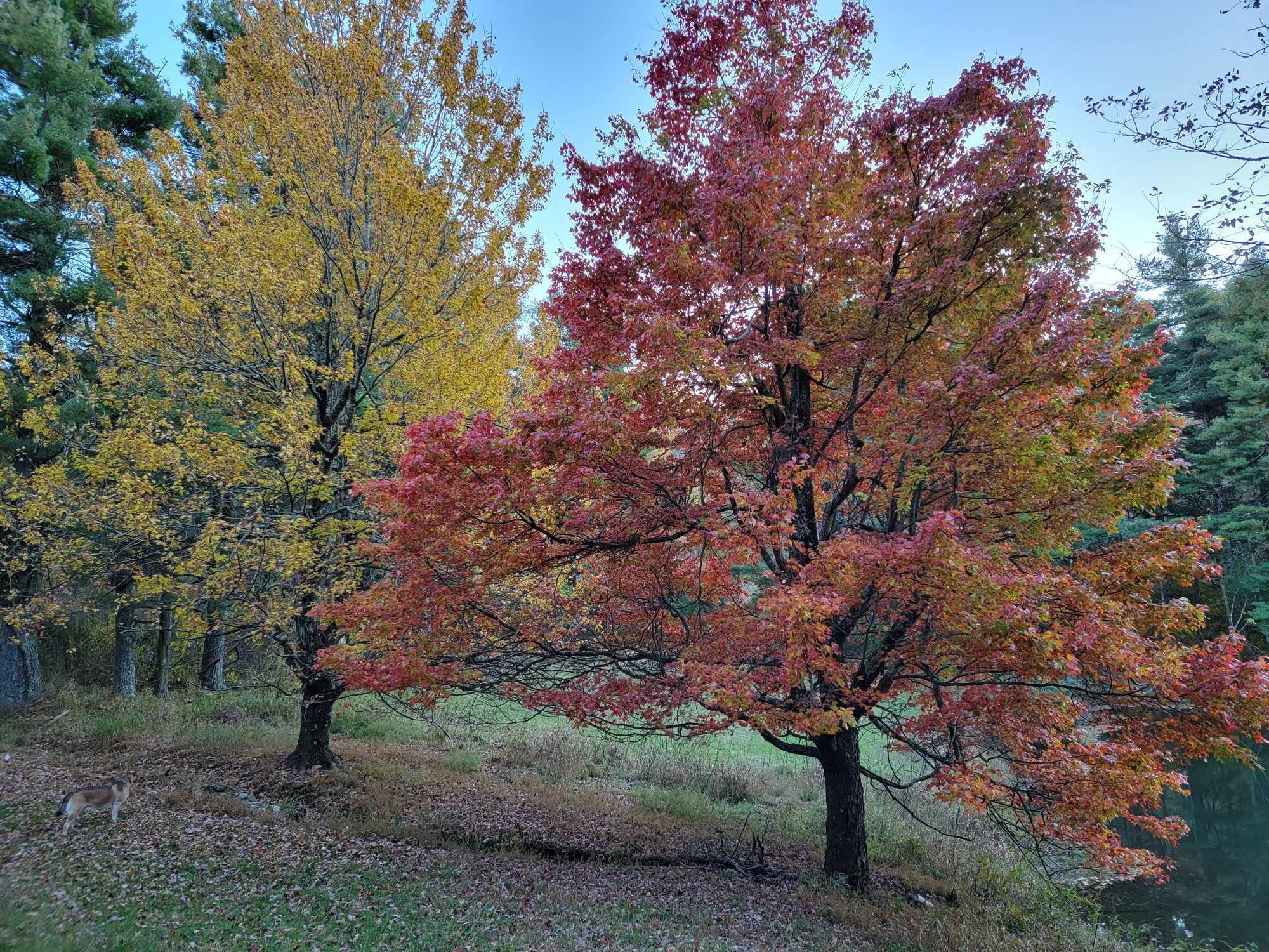 A forest with autumn-colored trees and a visible deer in the foreground.