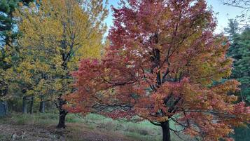 A forest with autumn-colored trees and a visible deer in the foreground.