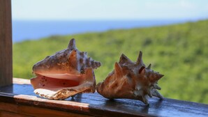 Zwei Muscheln auf einer Holzablage mit Blick auf eine grüne Landschaft und den Ozean im Hintergrund.