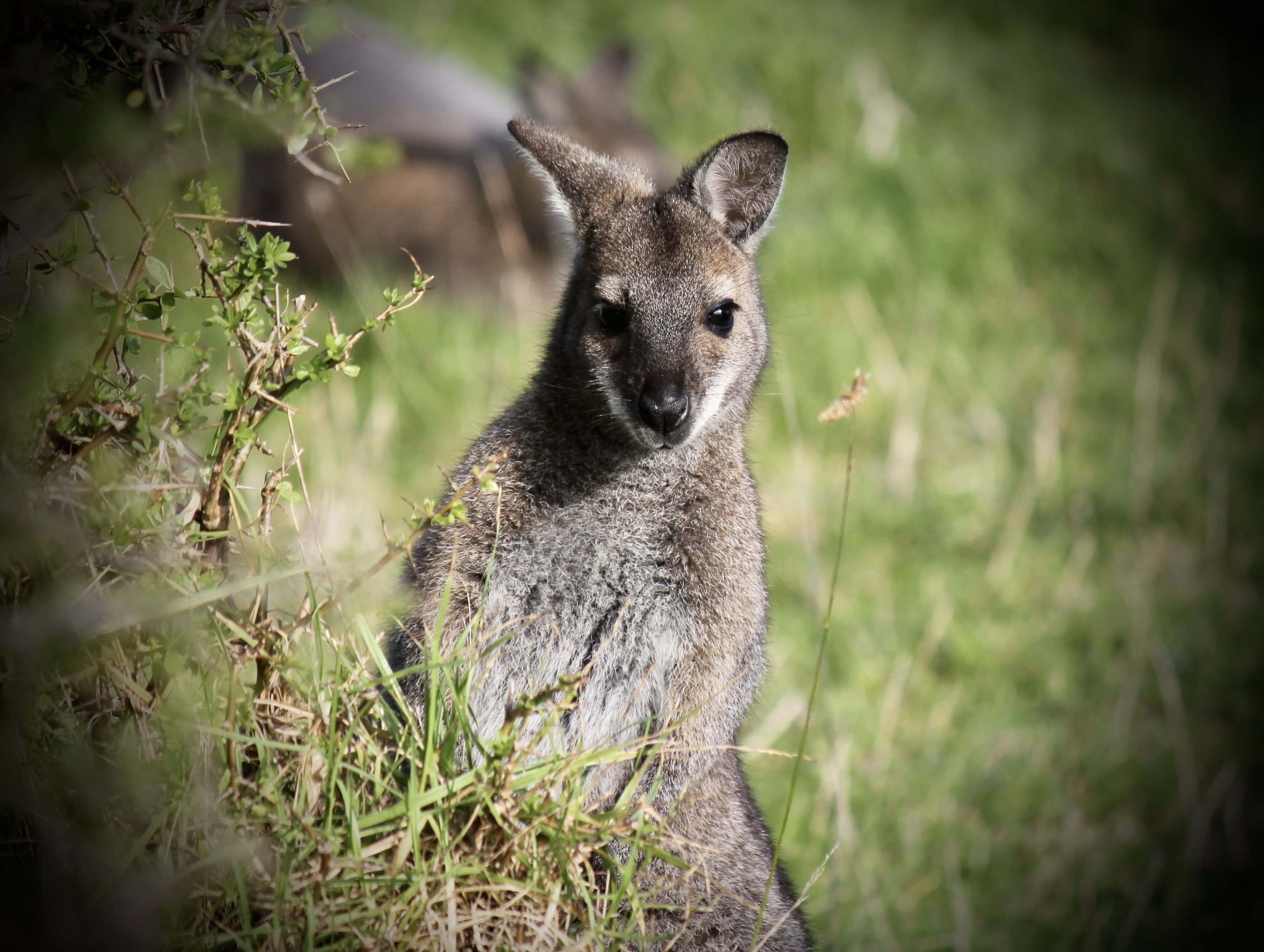 A kangaroo in a natural setting with grass and shrubs.