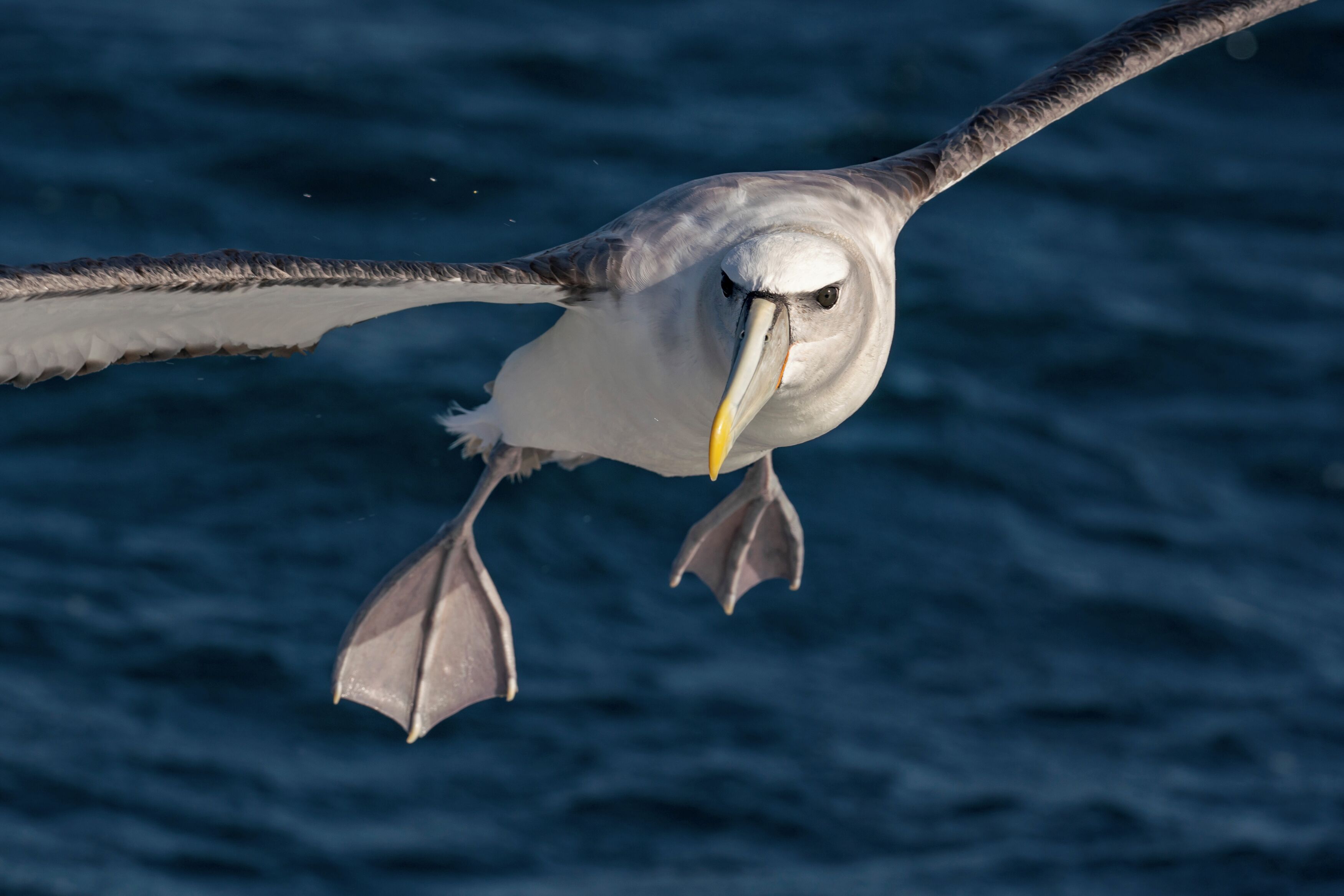 A bird in flight with a focused beak and outstretched wings.