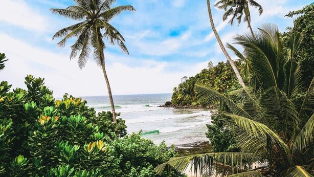 A tropical beach with palm trees and ocean waves. - Surf Sea Breeze (Mirissa)