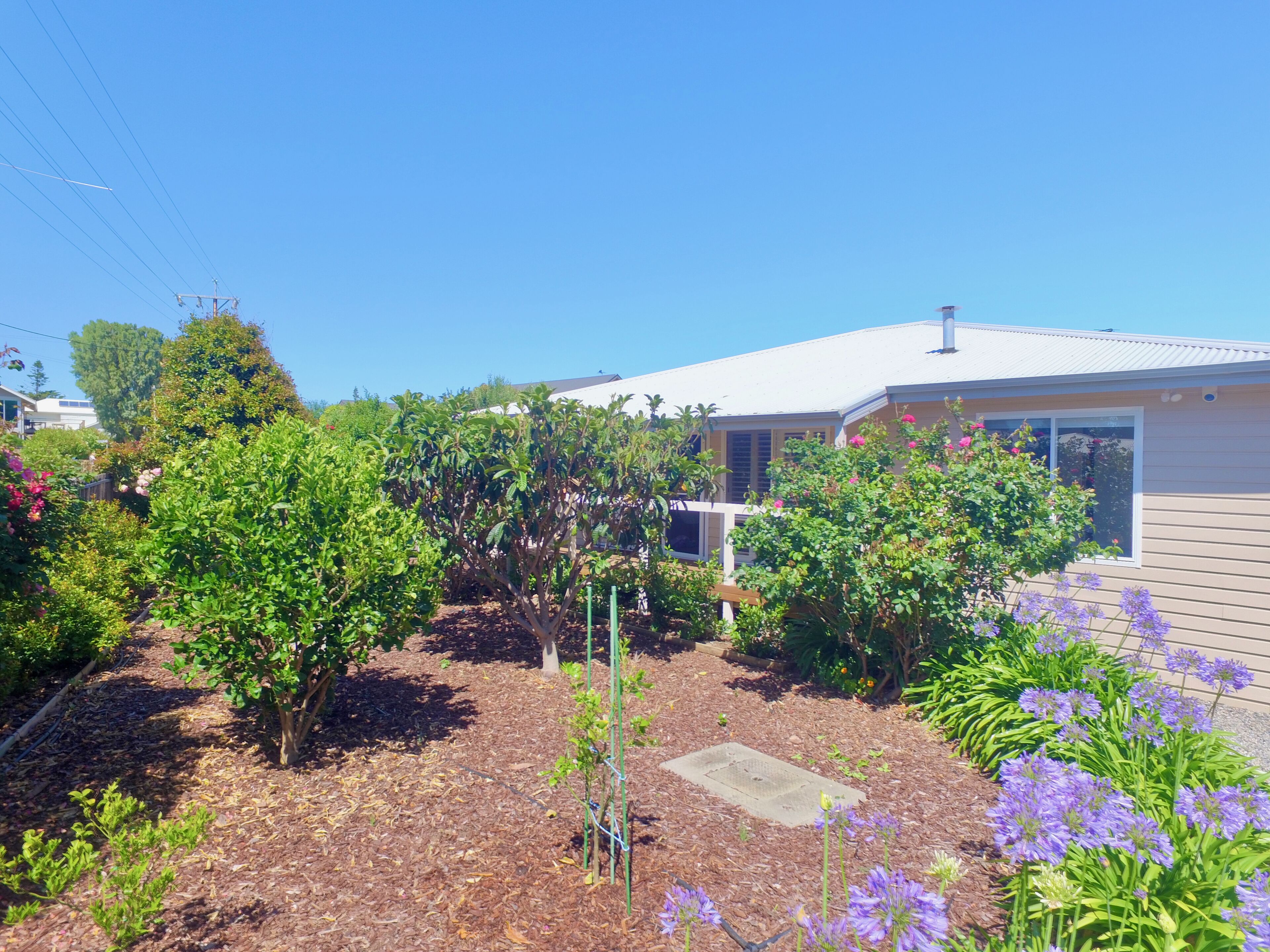 A residential garden with various plants and a house in the background.