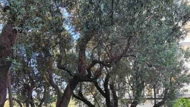 Garden - Olive Garden Apartments Petrovic (Becici)