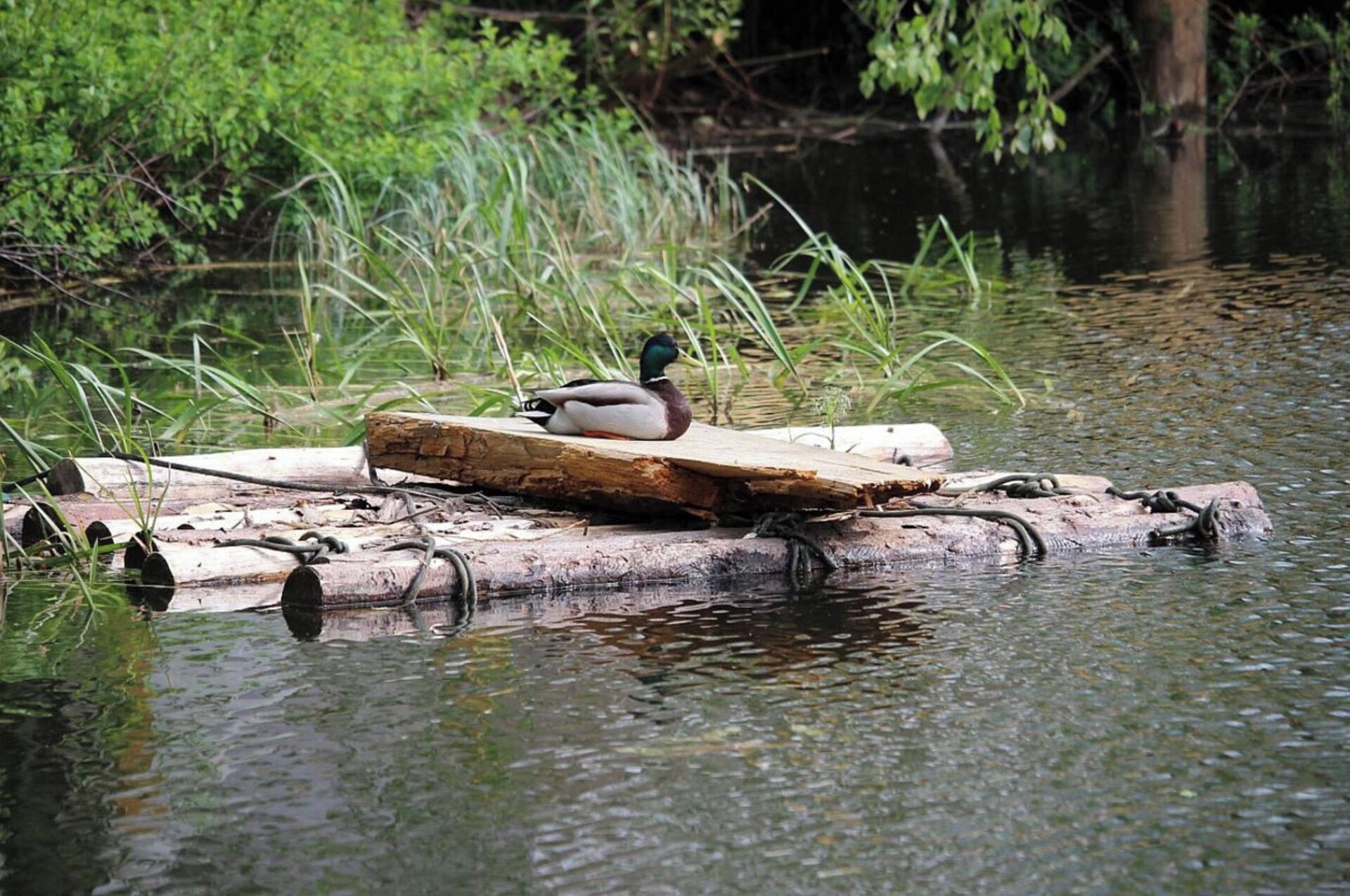 A duck resting on a log in a calm water body surrounded by greenery.