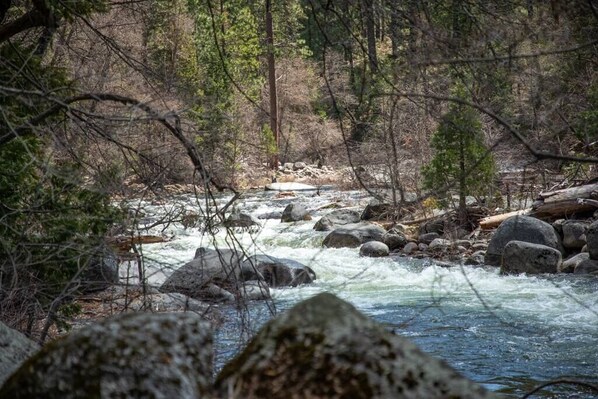 Ein Fluss fließt durch einen Wald mit Steinen und Bäumen.