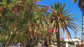 Un sendero pavimentado bordeado de palmeras y plantas con flores, que lleva a un banco y una bicicleta estacionada cerca.