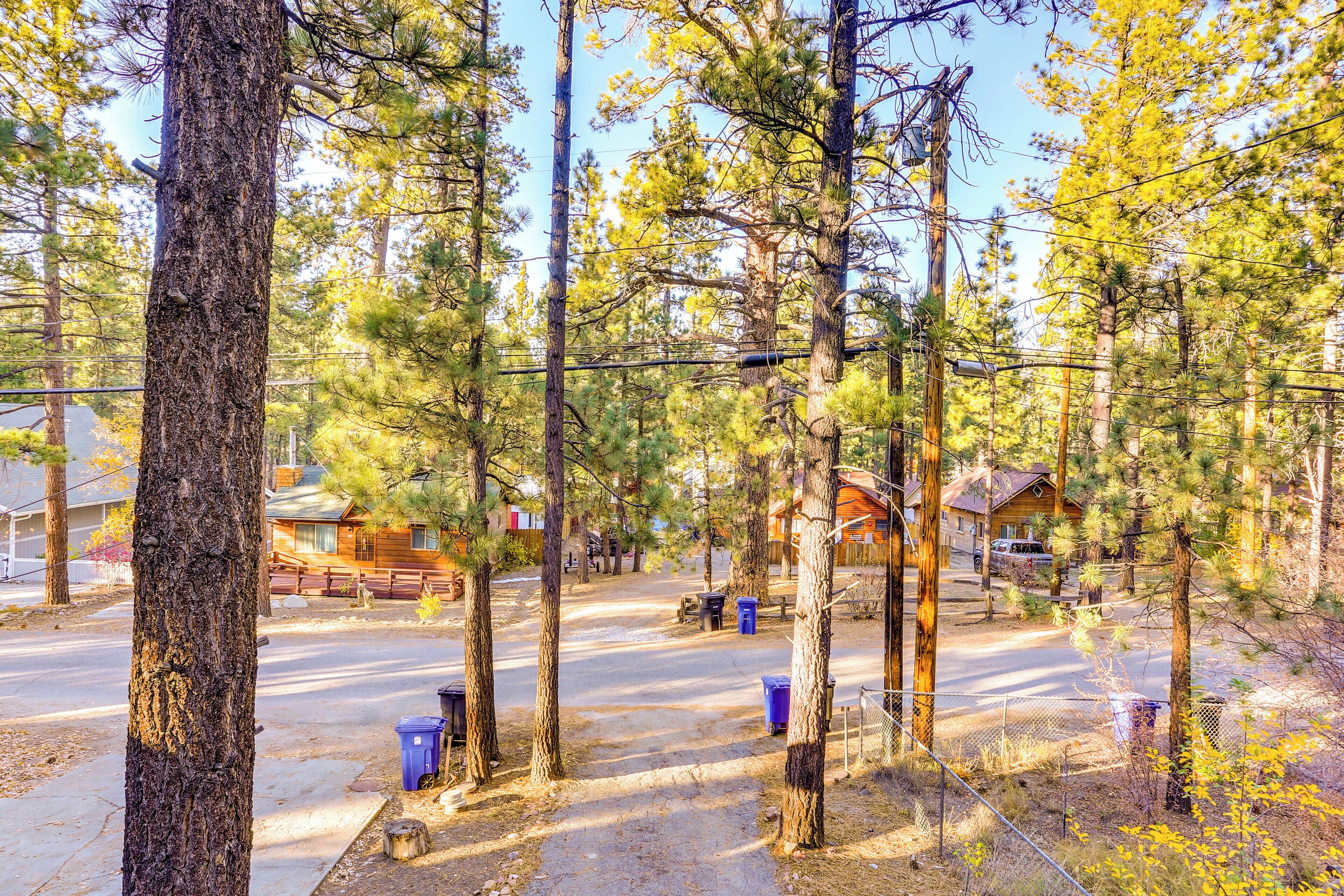 A residential area with tall pine trees, a paved road, and houses in the background.