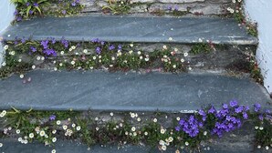 Eine Treppe mit Steinstufen und weißen Wänden, verziert mit verschiedenen Blumen.