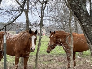Miscellaneous - Cozy cottage in peaceful, rural setting, 15min away from public beach on lake (Jacksonville)