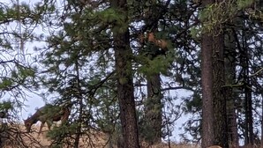Un paysage naturel avec des arbres et un cerf.