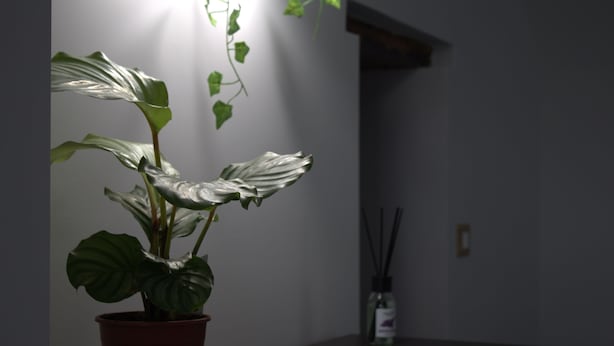A potted plant with broad leaves in a room with a plain wall and a small bottle of reed diffuser in the background.
