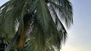 A beach with palm trees and a calm sea.
