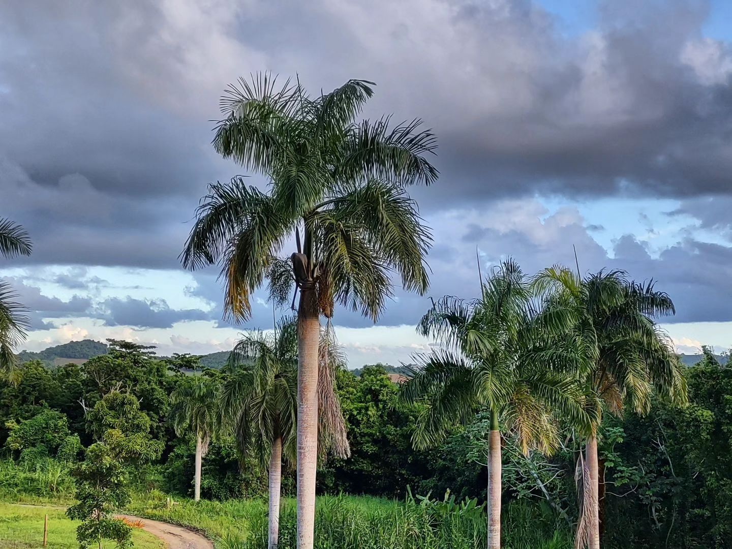 A landscape with tall palm trees and a dirt path.