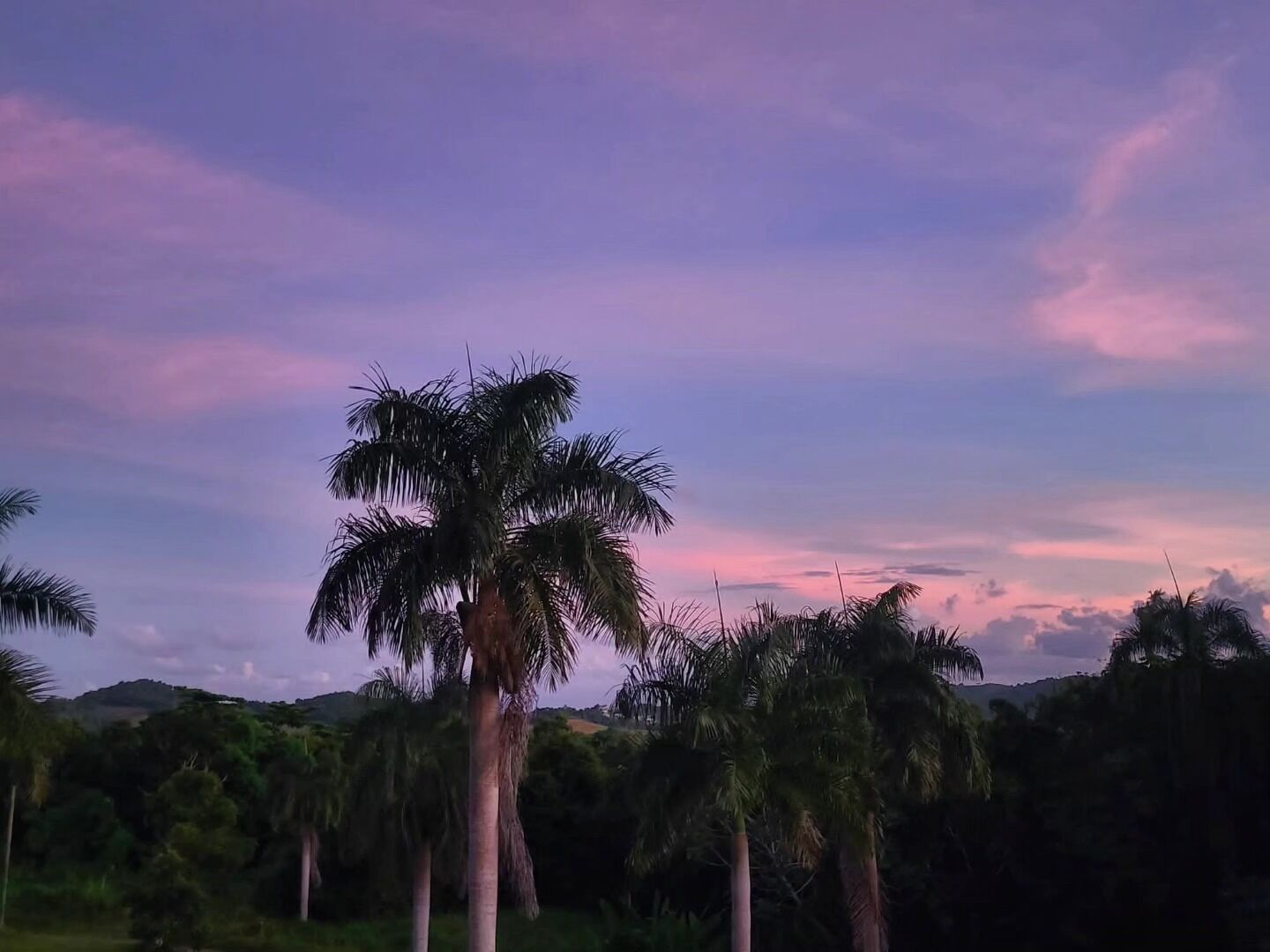 A palm tree in a natural setting with a clear sky.