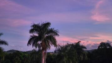 A palm tree in a natural setting with a clear sky.