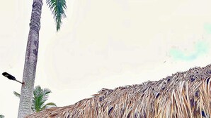 Una pequeña construcción con techo de paja y un ventanal grande, rodeada de vegetación y una palmera.