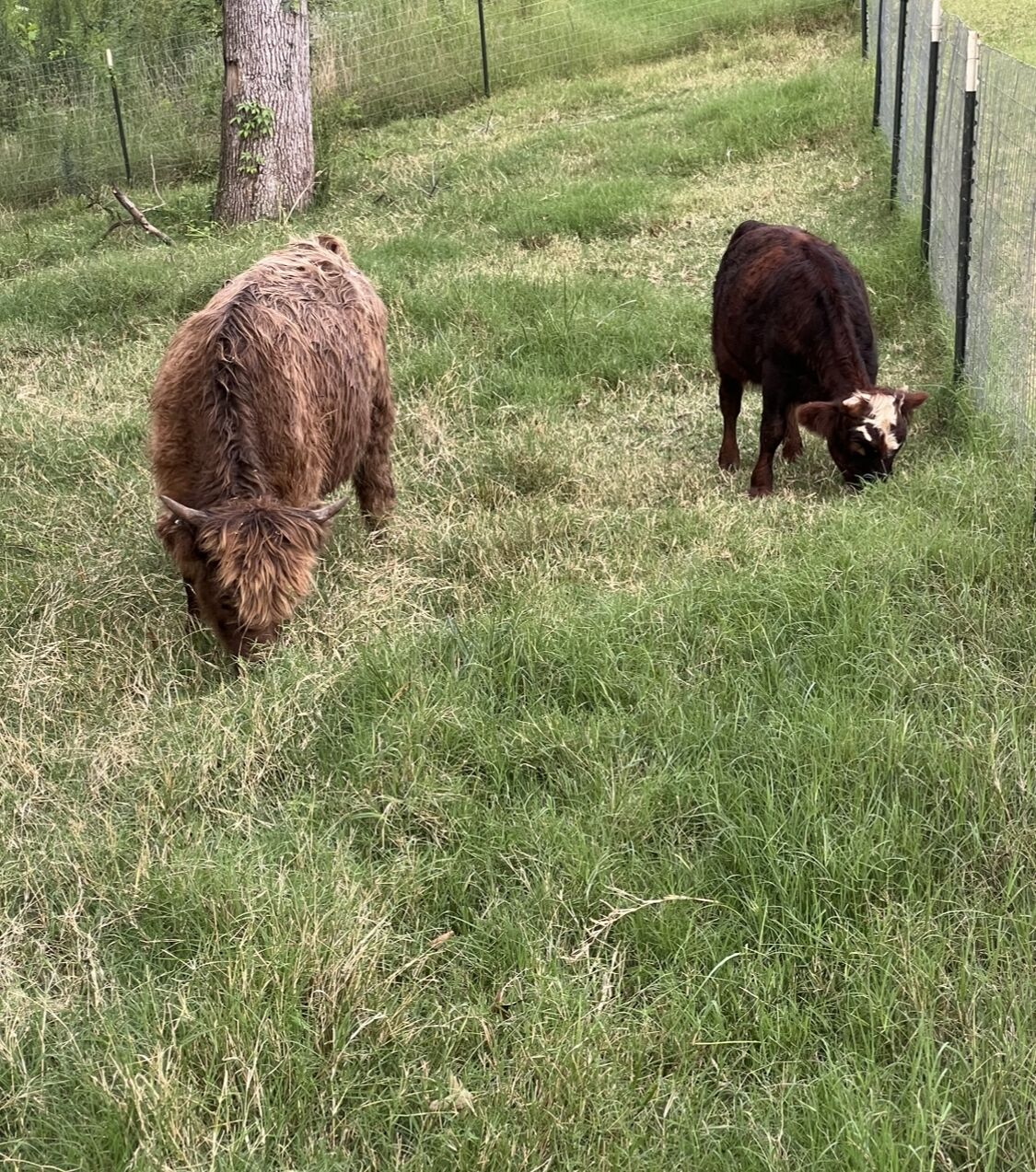 Deux vaches paissent dans un champ herbeux, avec une clôture en arrière-plan.