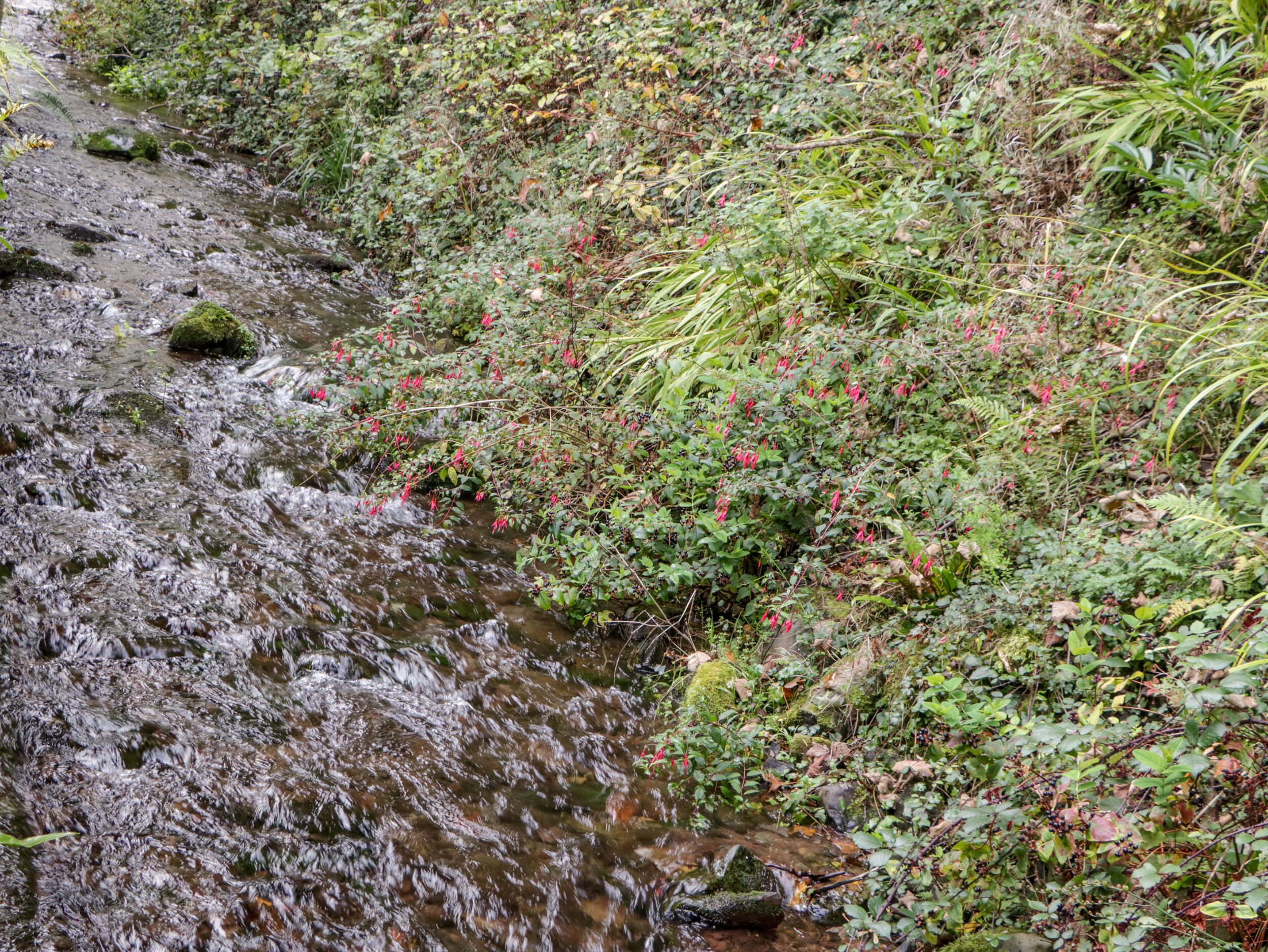 Un arroyo natural con rocas y vegetación.