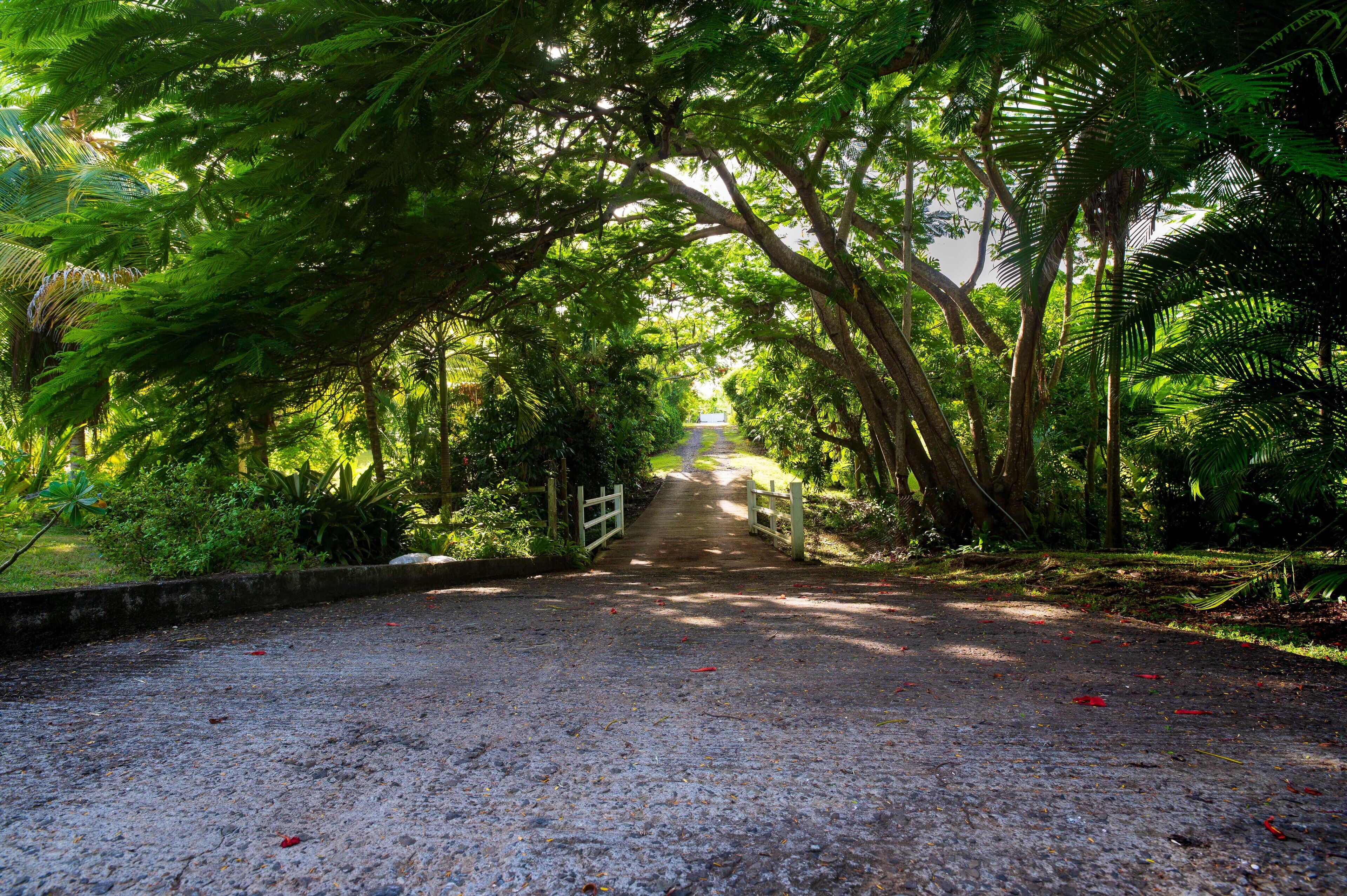 A gravel pathway flanked by lush green foliage and a wooden fence leading to a distant view.